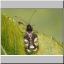 Stephanitis takeyai - Andromeda-Netzwanze 4mm 01a.jpg